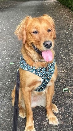 Princess Peach, adopted
