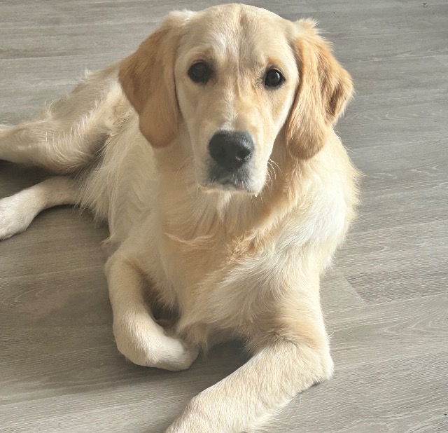 Mabel, adopted