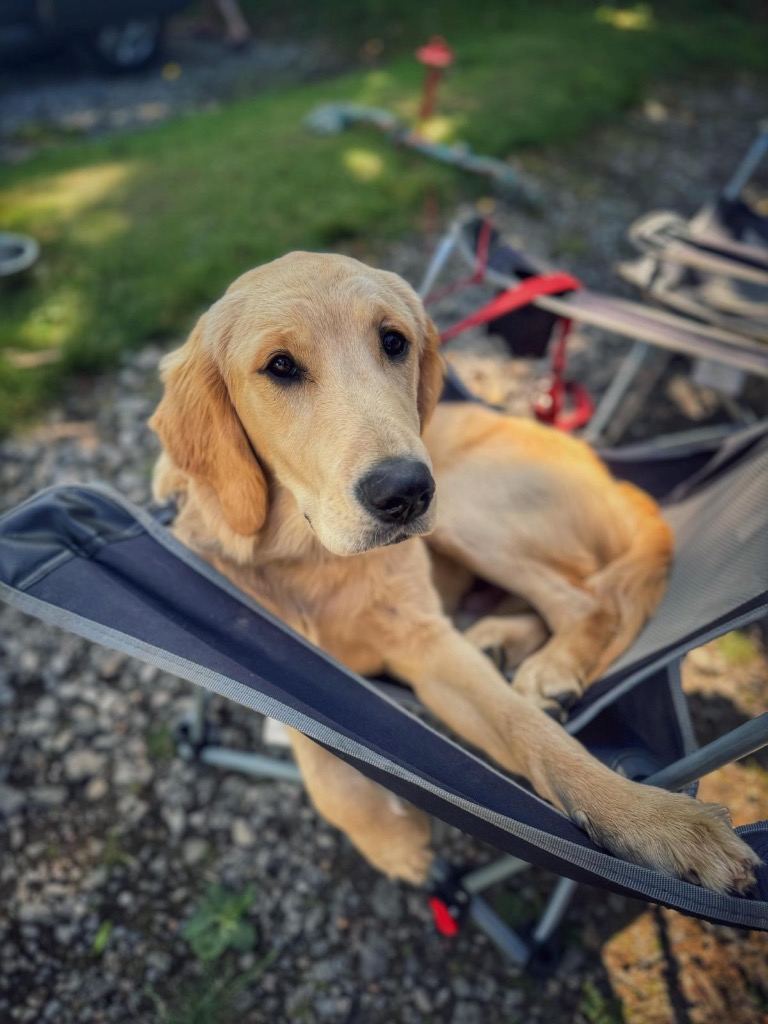 Oscar, adopted