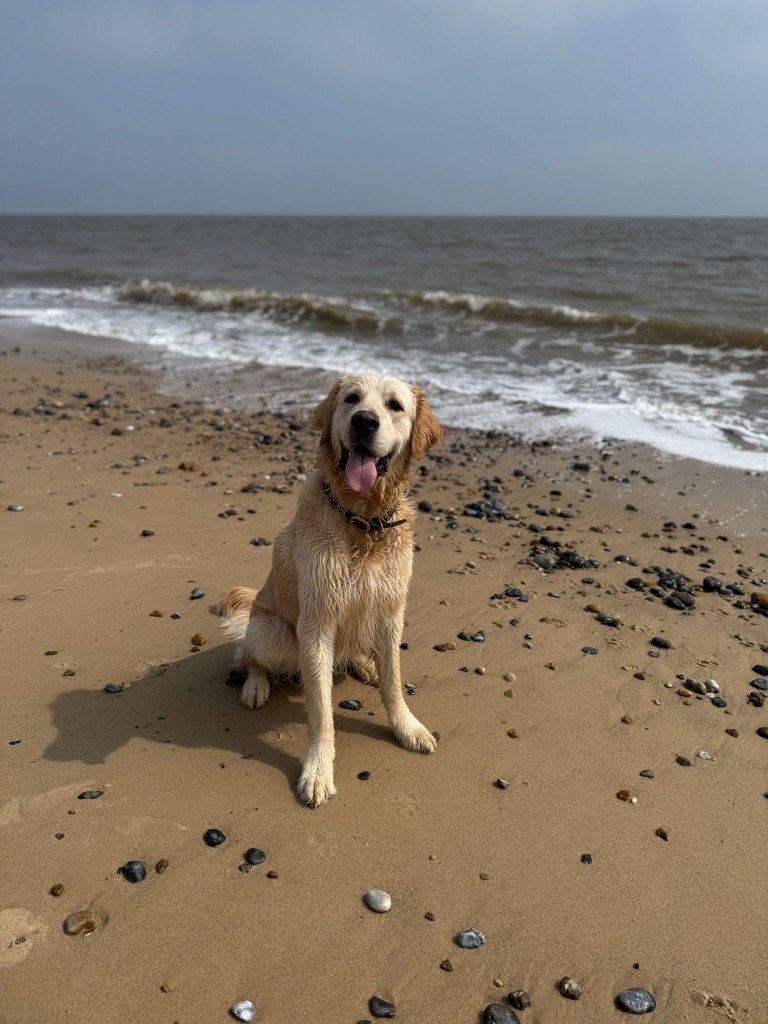 Bertie, adopted