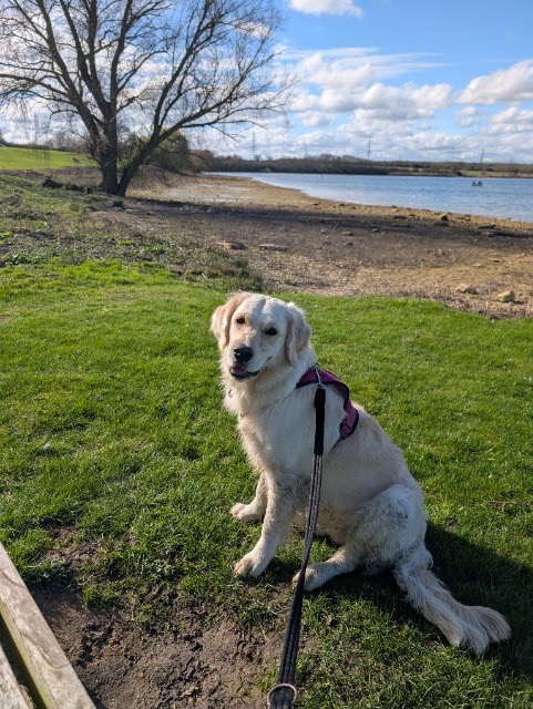 Olive, adopted