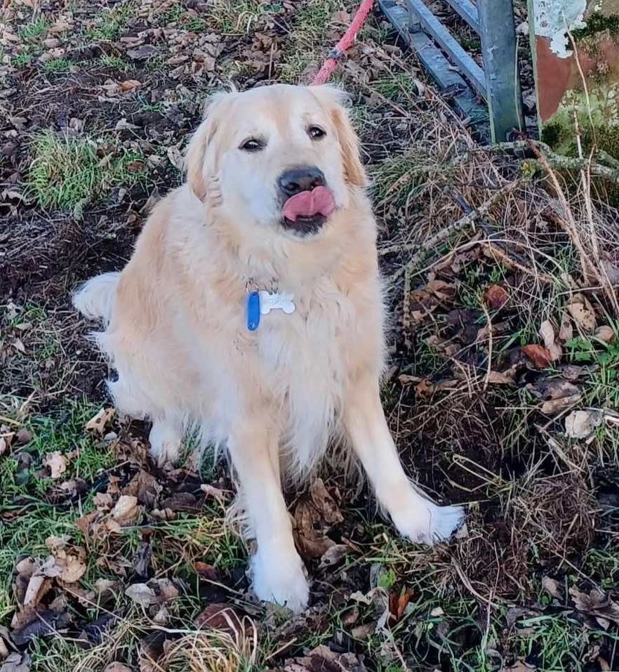 Scooby, adopted