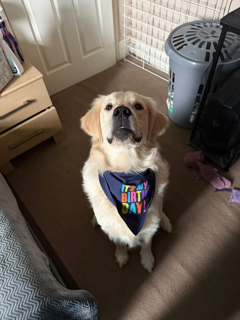 Milo, adopted