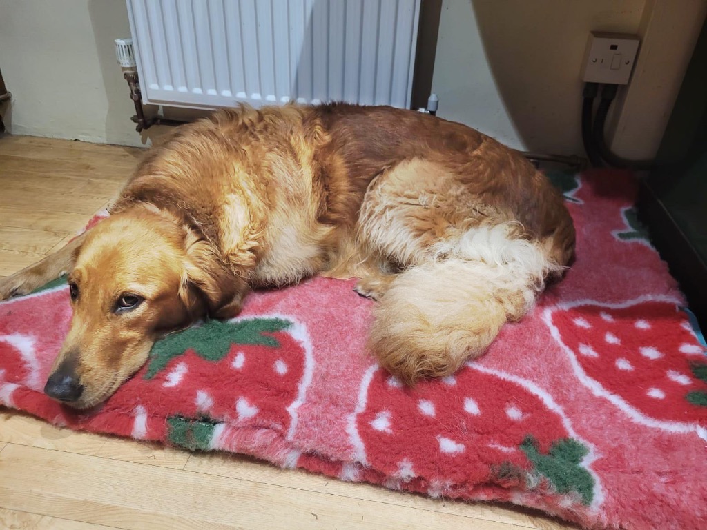 Nellie, adopted