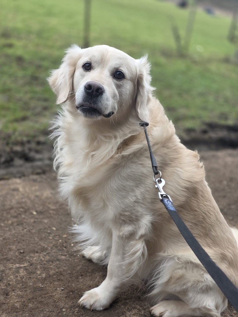 Sully, adopted