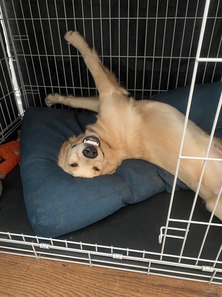 Beck, adopted