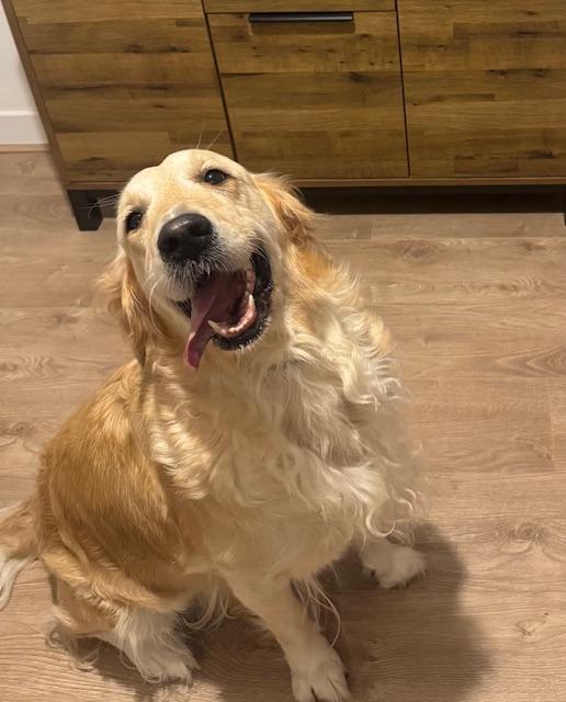 Lola, adopted