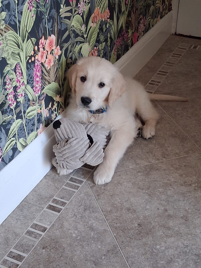 Dougal, adopted