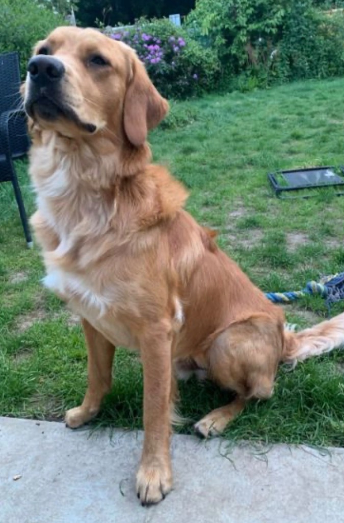 Sam, adopted