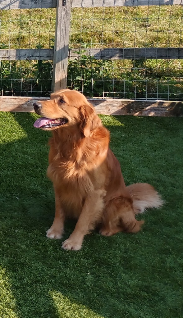 Chipper, adopted
