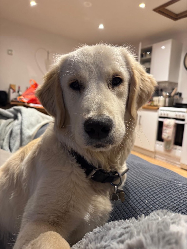 Buddy, adopted