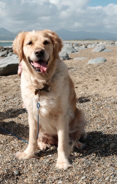 Bonnie, adopted