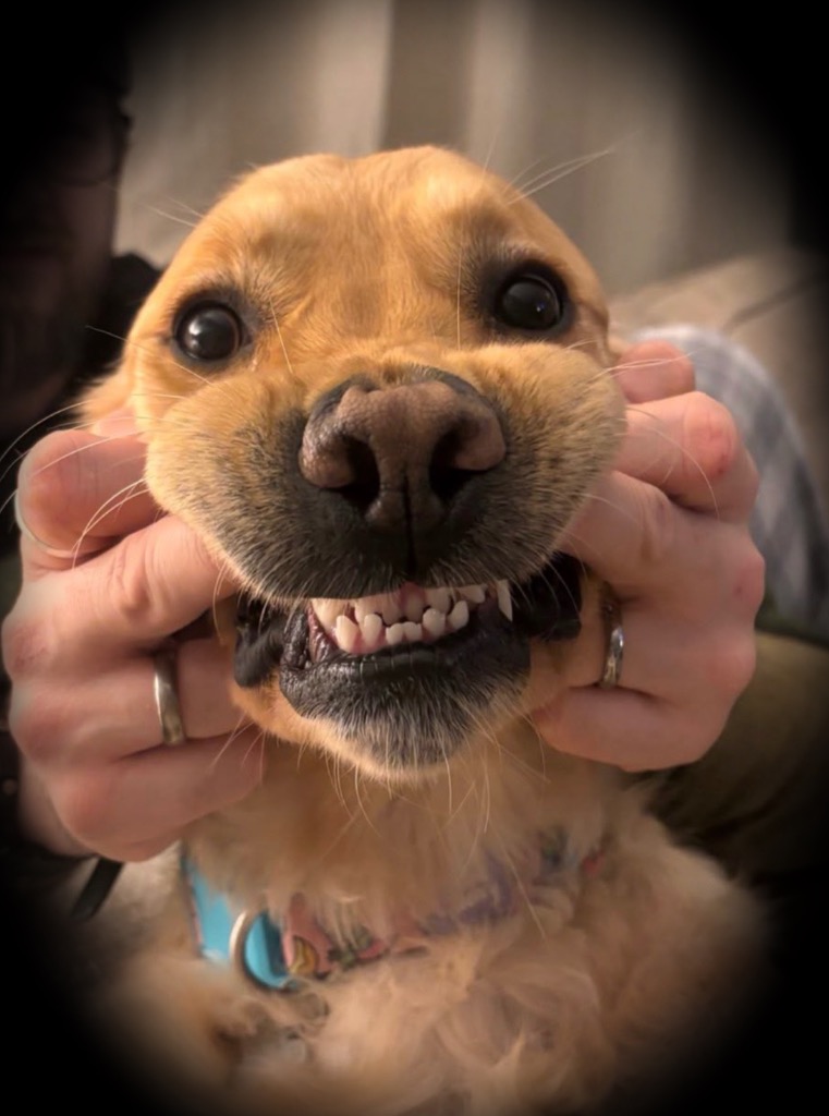 Stevie, adopted