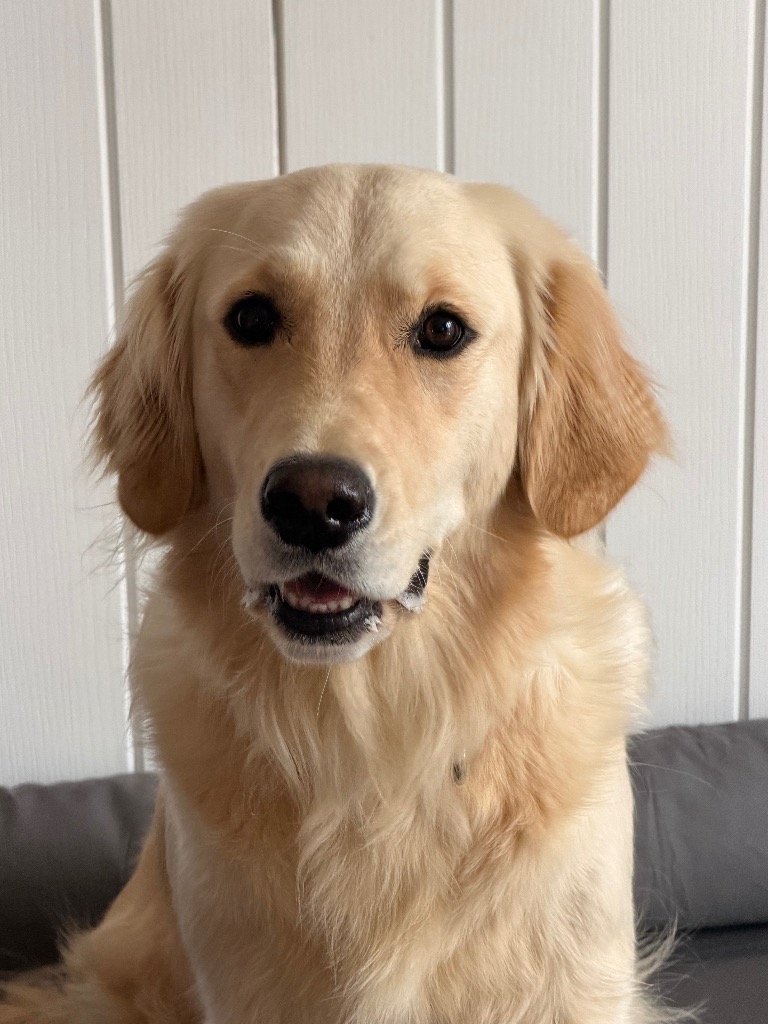Daisy, adopted
