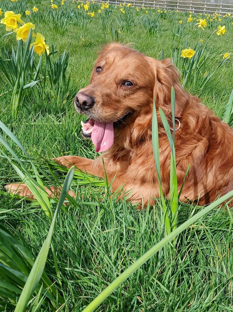 Gordon, adopted