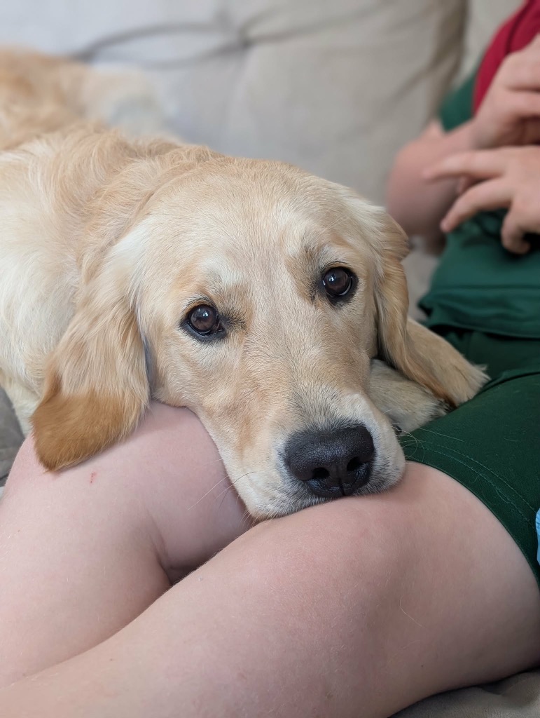 Tilly, adopted