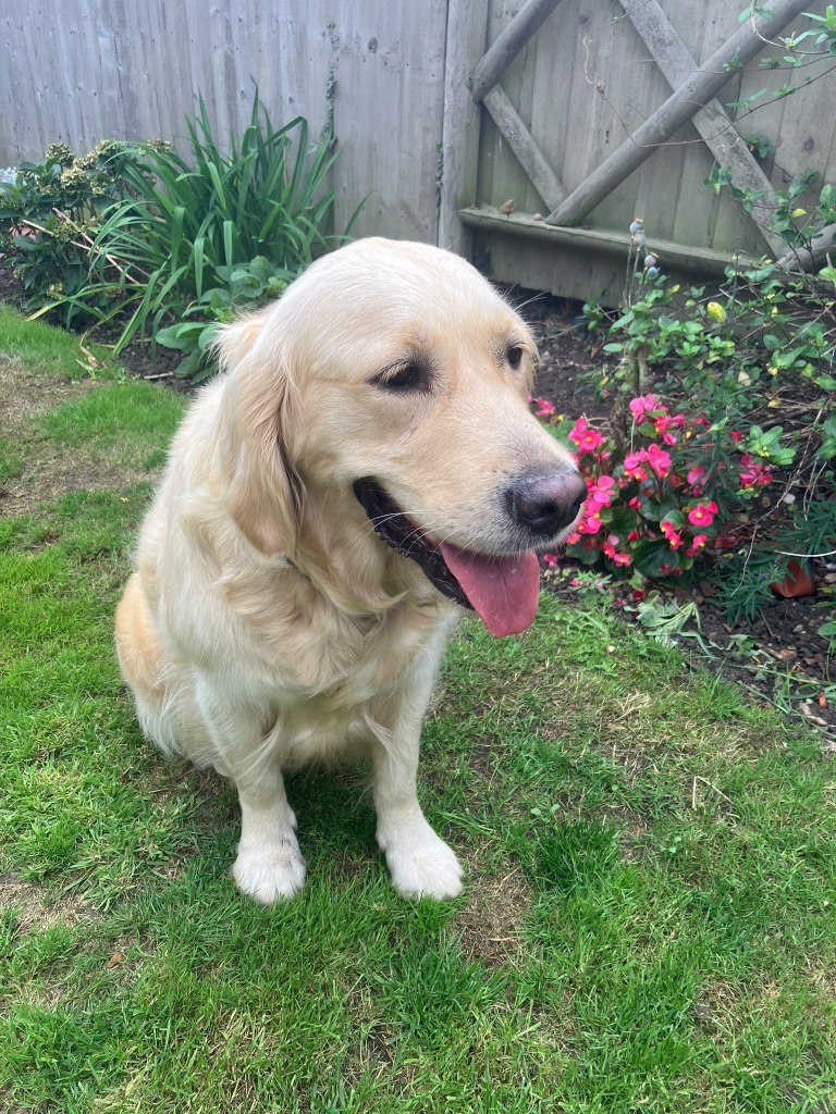 Boomer, adopted